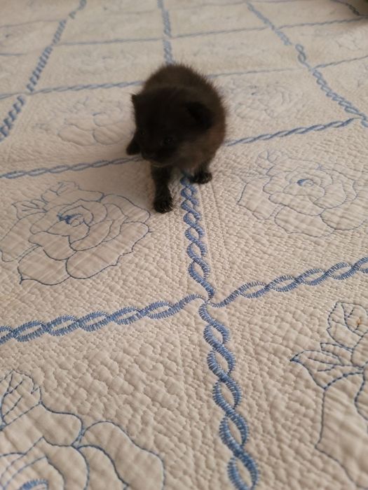 Котенок бесплатно