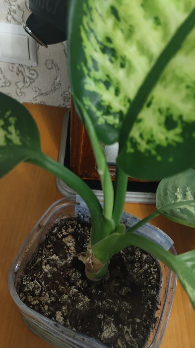 Продам красивый цветок