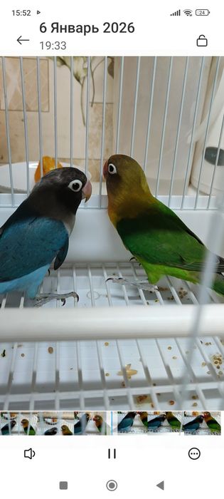 Неразлучники фишер . пара