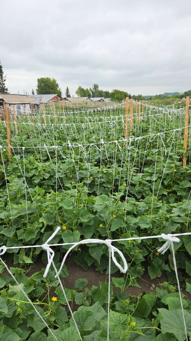 Продам огурцы корнишоны  600 теңге