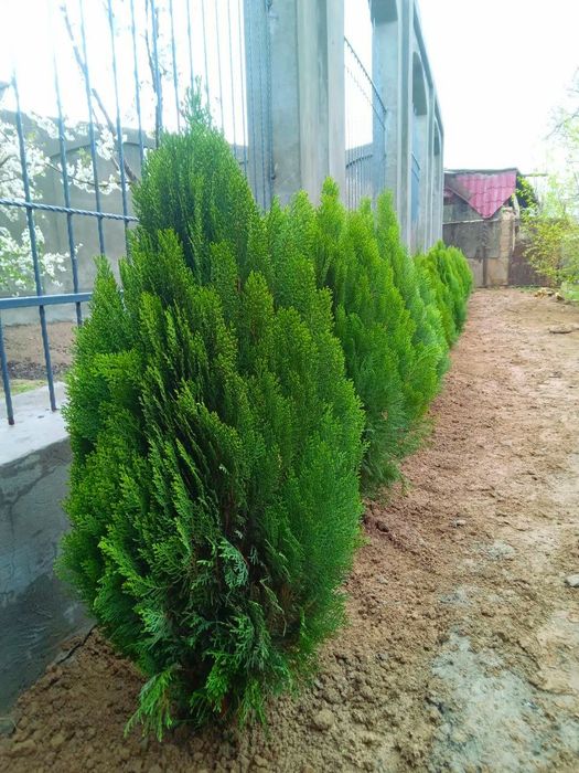 Арчалар, шаклли ва шаклсз.