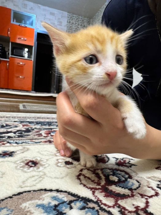 Отдам даром котята