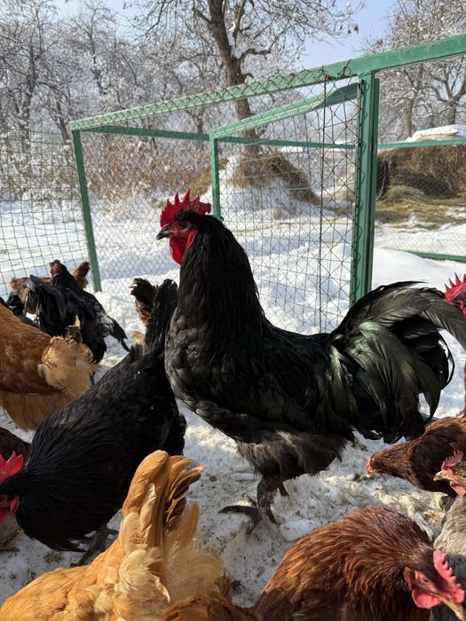 Австролорп, Джерсийский гигант.