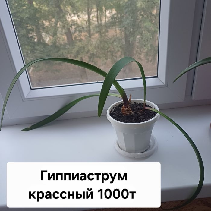 Комнатные цветы разные