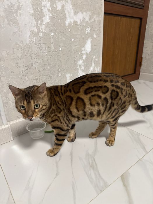 Bengal rozetka mushugi