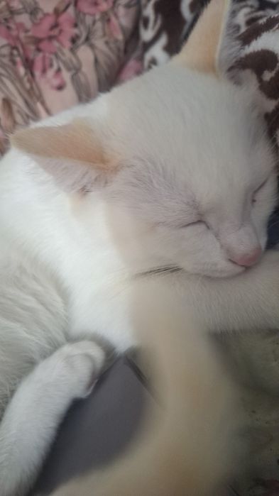 Отдам котёнка в добрые руки