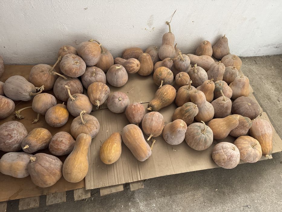 Продам домашнюю тыкву