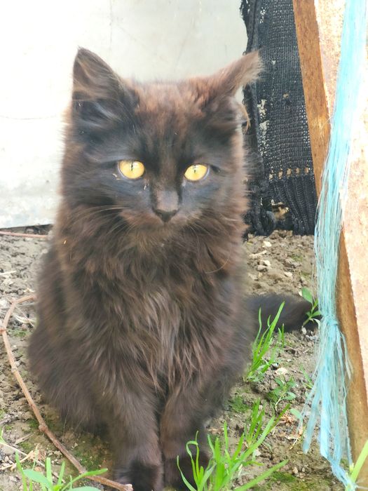 Отдам в добрые руки пушистика!