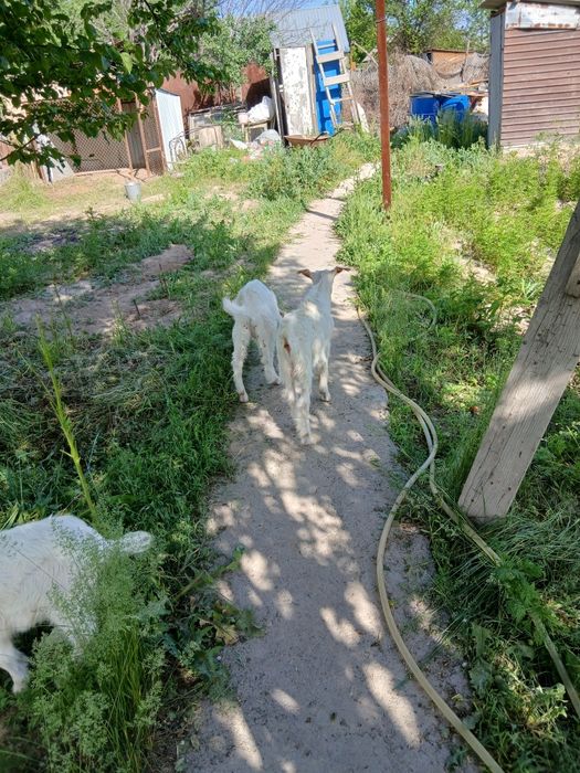 Прадаю козлят зааненские