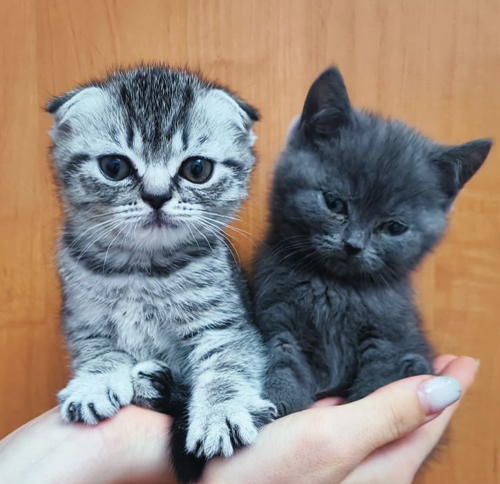 Милые шотландские скоттиш-фолд котята
