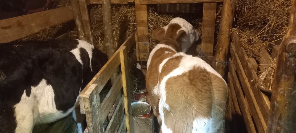 Vitei intarcati tauras si vitea