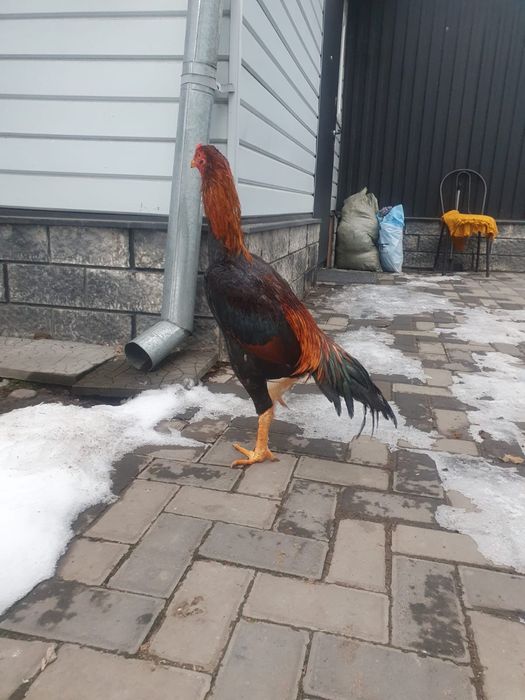 Петух бойцовый дакан