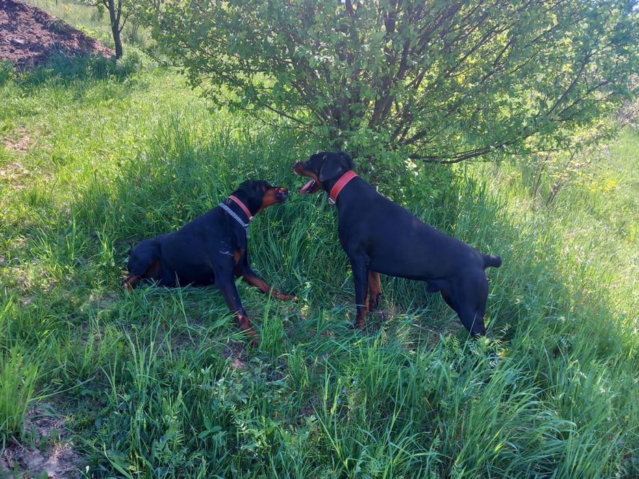 3 puiuți de doberman caută familie!