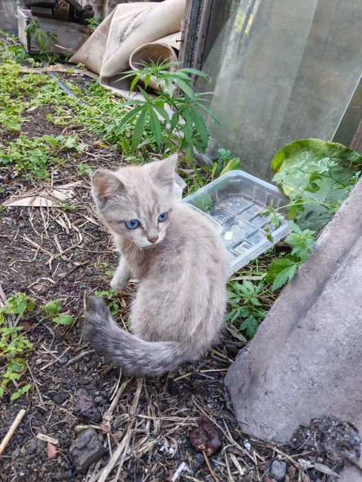 Котятам нужен дом! Срочно!