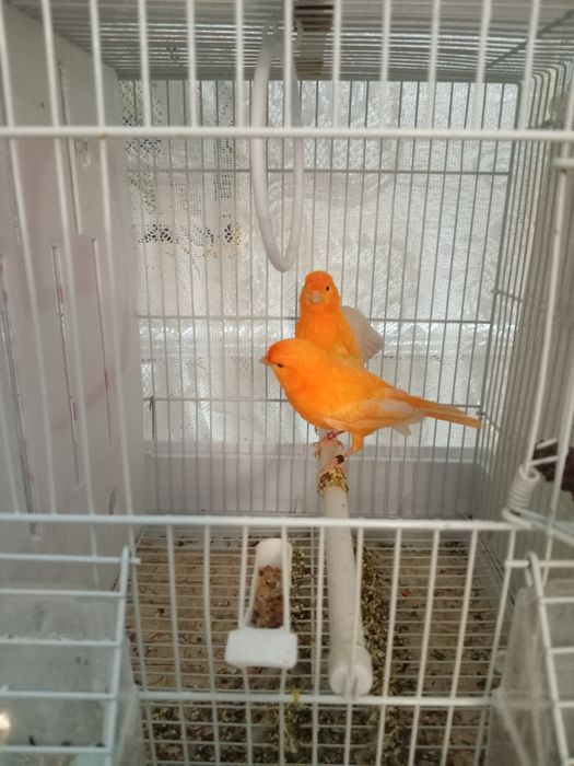 Красные канарейки.