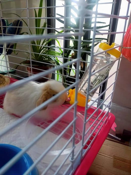 Karlik o'smaydigan quyonchalar O'zbekistonda