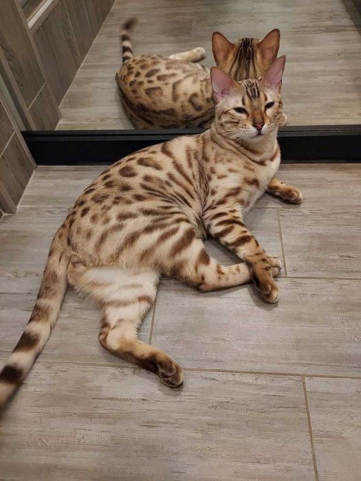 Бенгальский кот (Боня)