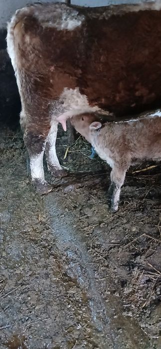 Vând vaca cu vițel