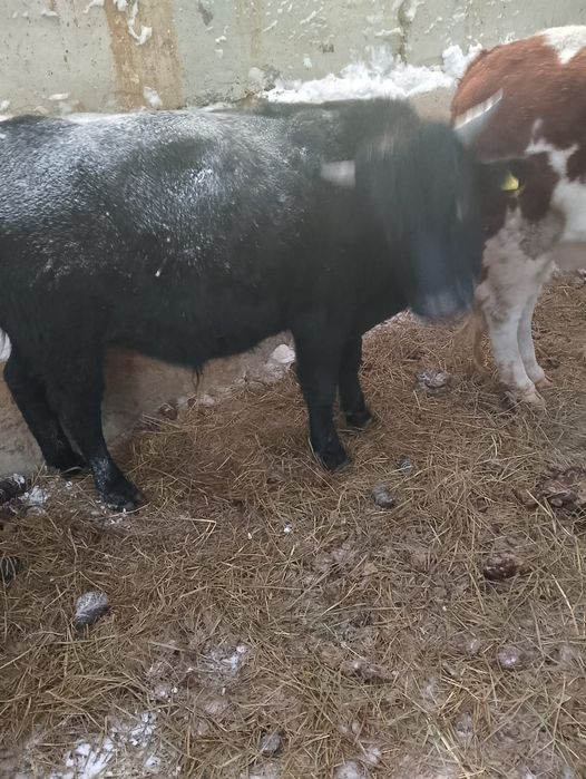 Продам бычков 10 голов