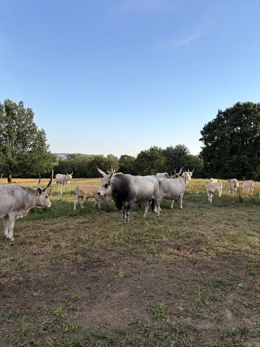 Taur sură de stepe