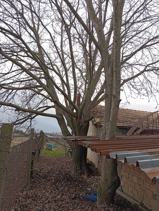 Продавам Орехов материал