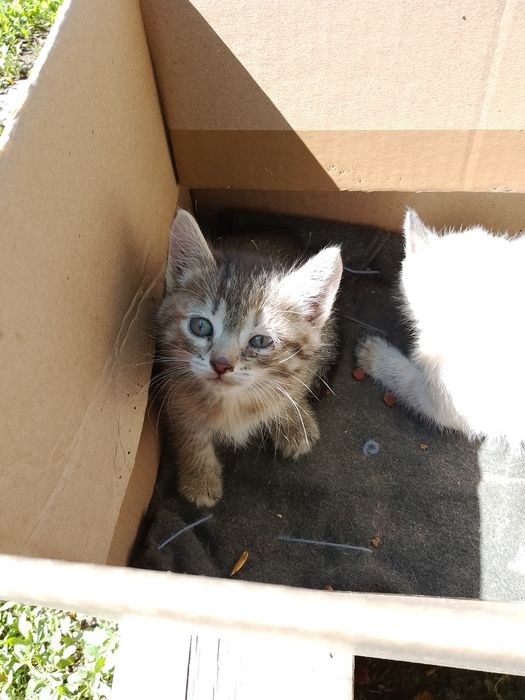 ОтдамКотяТвДобрыеРукиНаЮбиленой