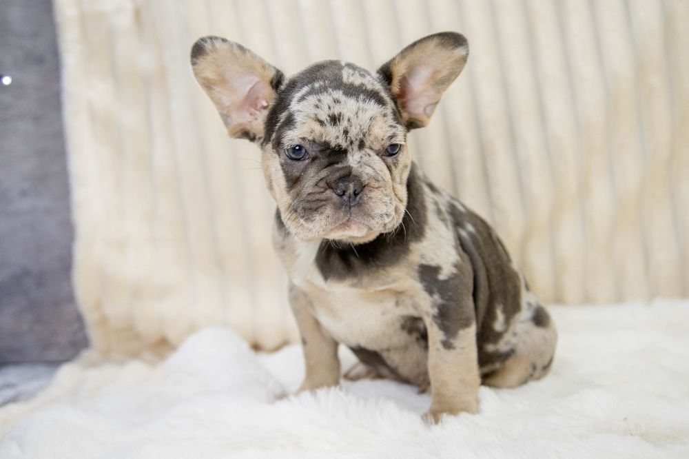bulldog francez blue merle