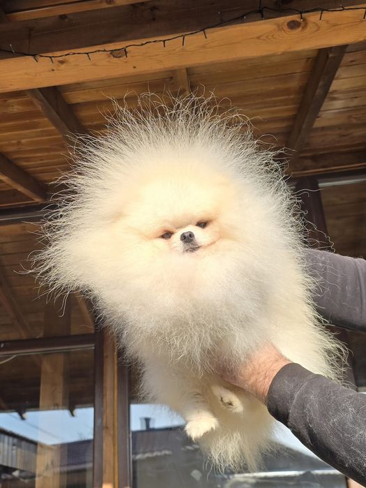 Мини Померан момче