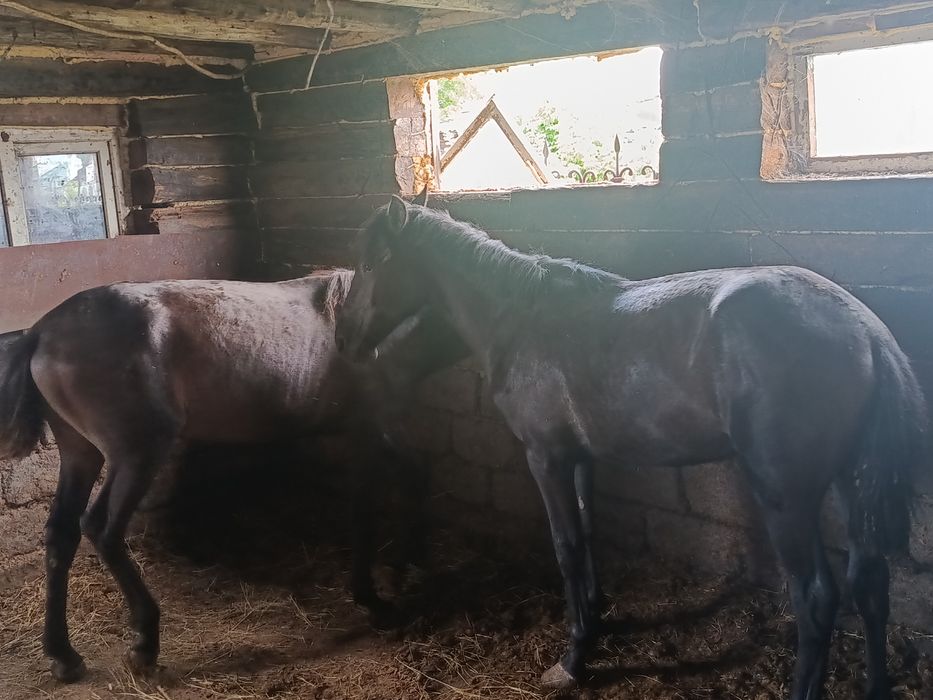 Екі еркек тай сатылады