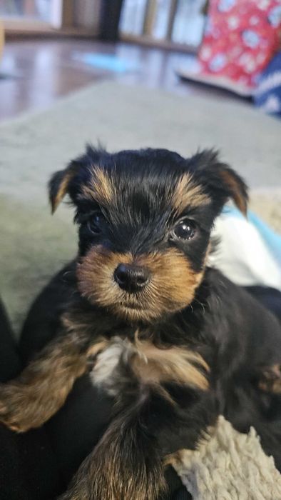 Мини Йоркширски Териер