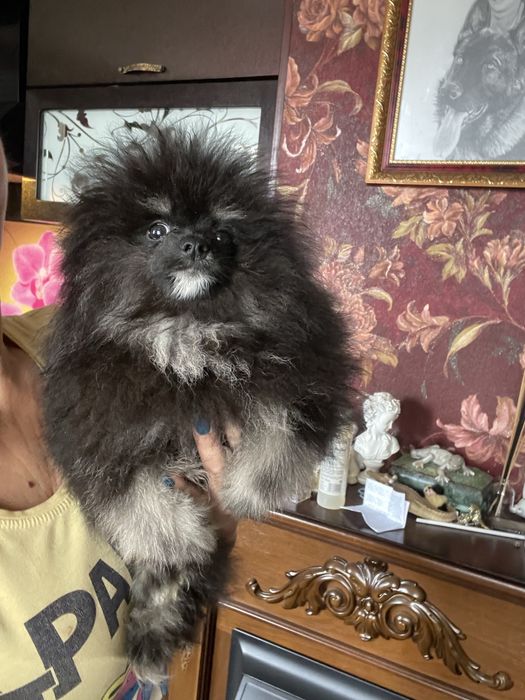 Щенки шпица