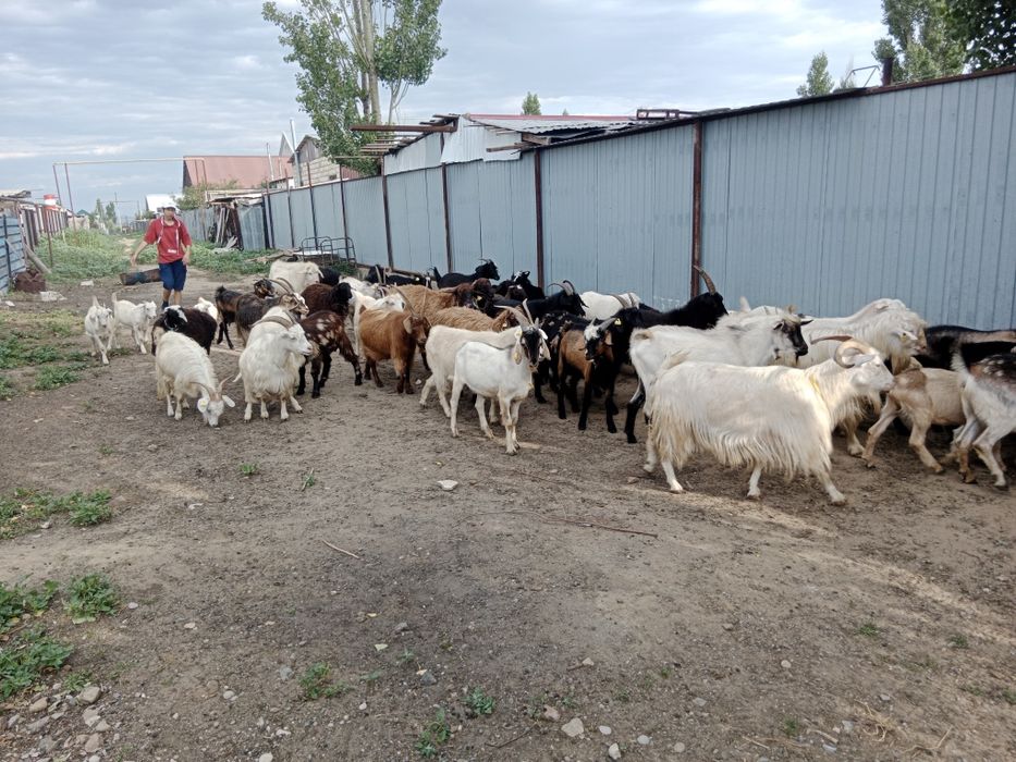 Ешкілер, лақтар, шыбыштар, текелер сатылады...