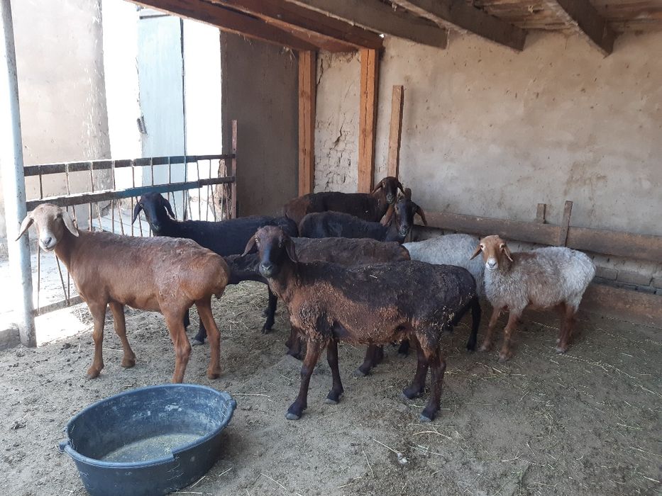 Семіз қойлар сатылады!