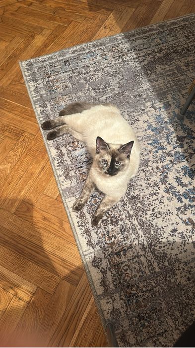 Отдам котят в хорошие руки