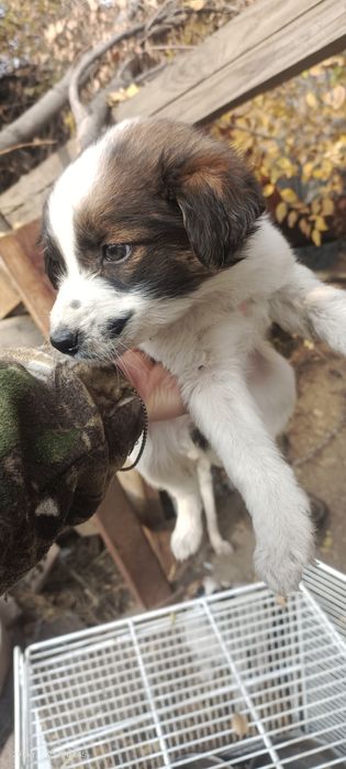 Одам щенят щенят