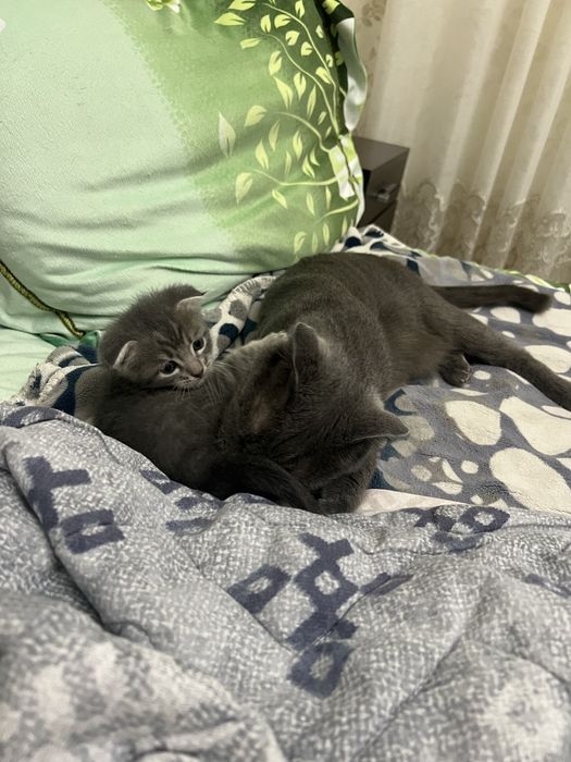 Продаются котята