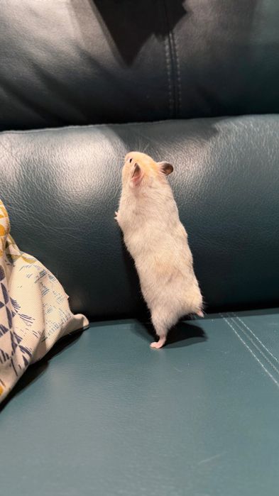 Хомяки сирийские короткошерстные и длинношерстные