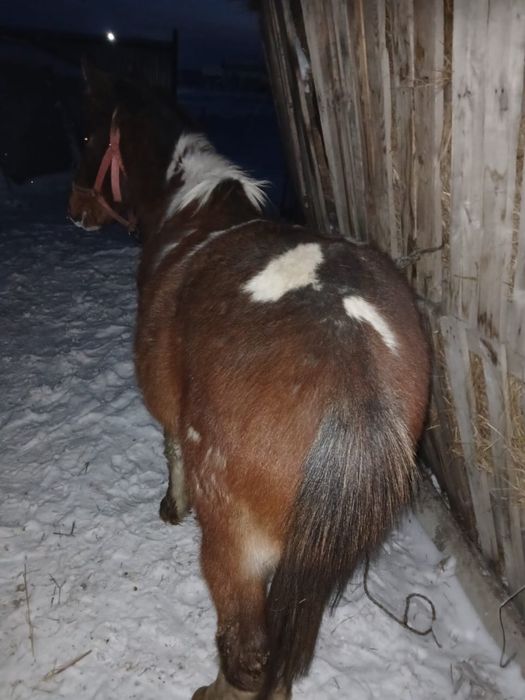 Тай сатамын еркек