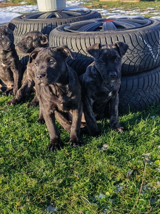 Преса канарио!!!