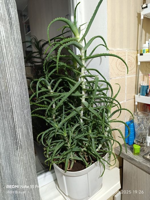 Продам алоэ,можно на лекарство.