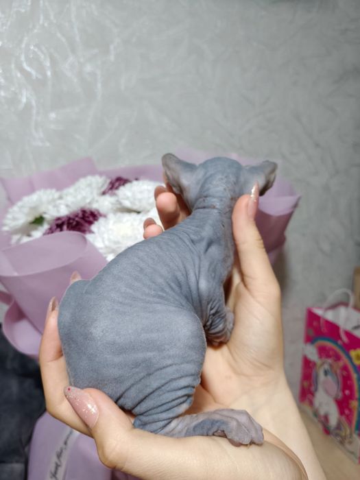 Продам котят канадского сфинкса