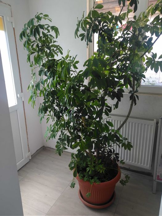 Vând o plantă Schefflera h=~ 1,5 m