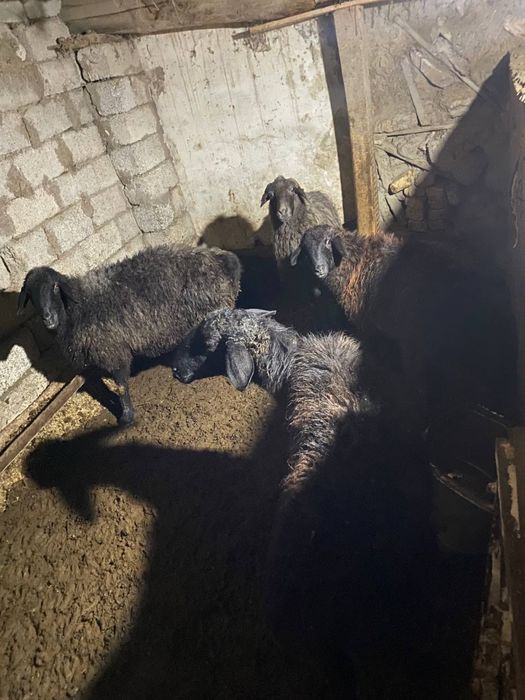 Bugʻoz qoʻy va qoʻchqorlar sotiladi