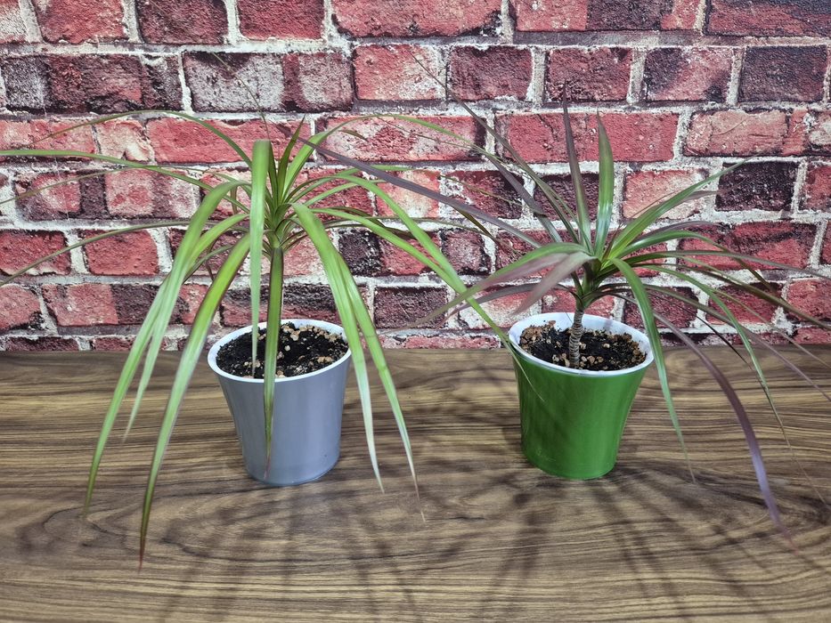 Продам домашние цветы