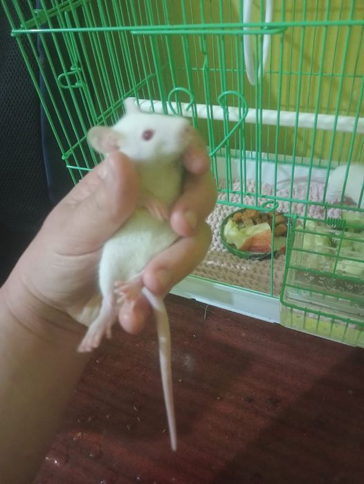 Животные Крысы Грызуны