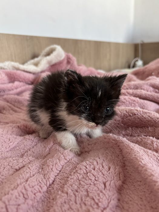 Отдам маленьких котят