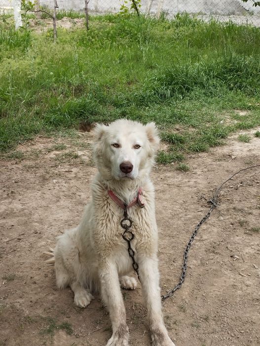 Toza Zotli Alabay Sotiladi Srochni