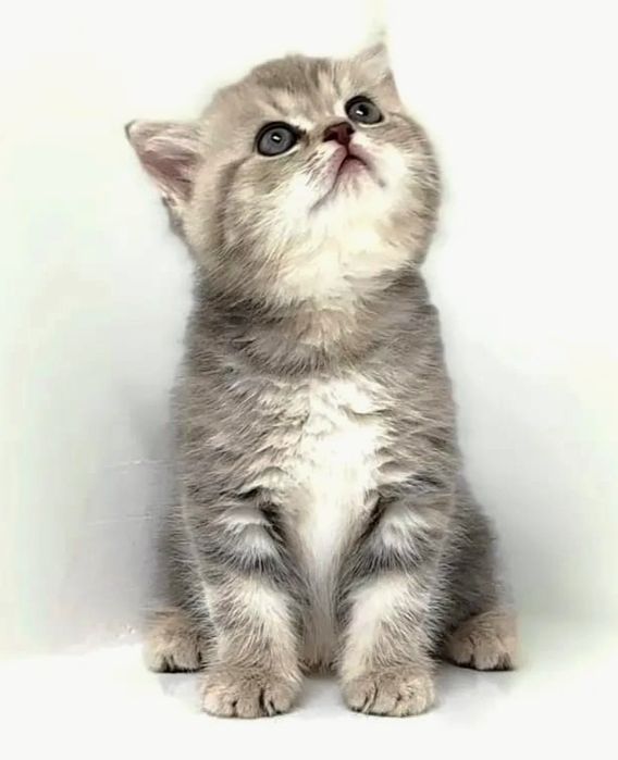 Котик и кошечка шотландские прямоухие