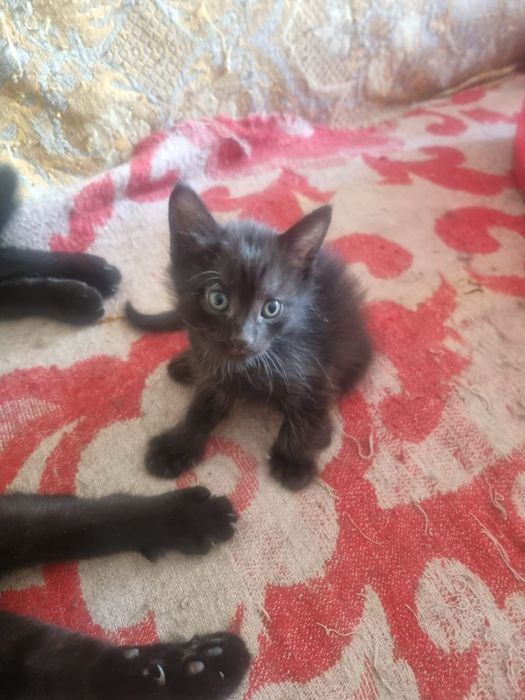 Отдам котят в добрые руки