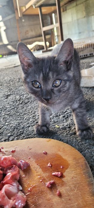 Котята  мальчики